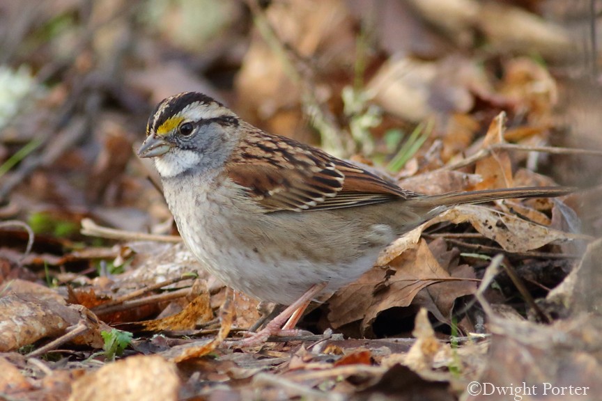White-throated Sparrow - Dwight Porter