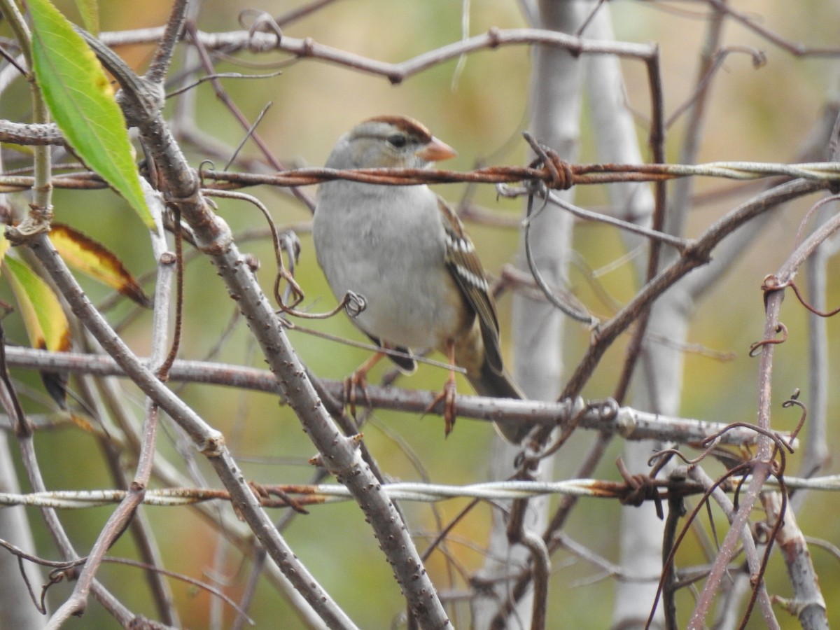 White-crowned Sparrow - Lucy Jacobson