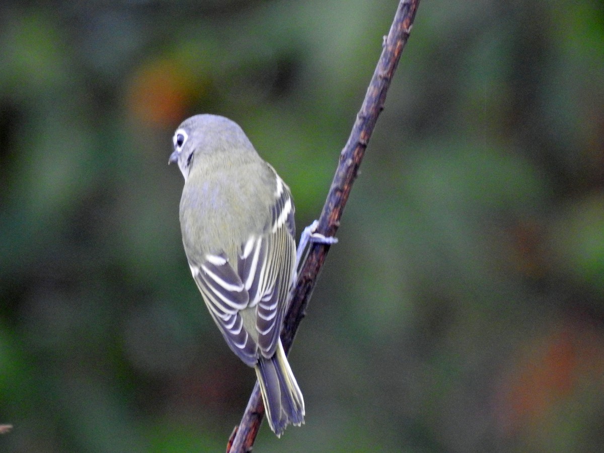 Blue-headed Vireo - Lucy Jacobson