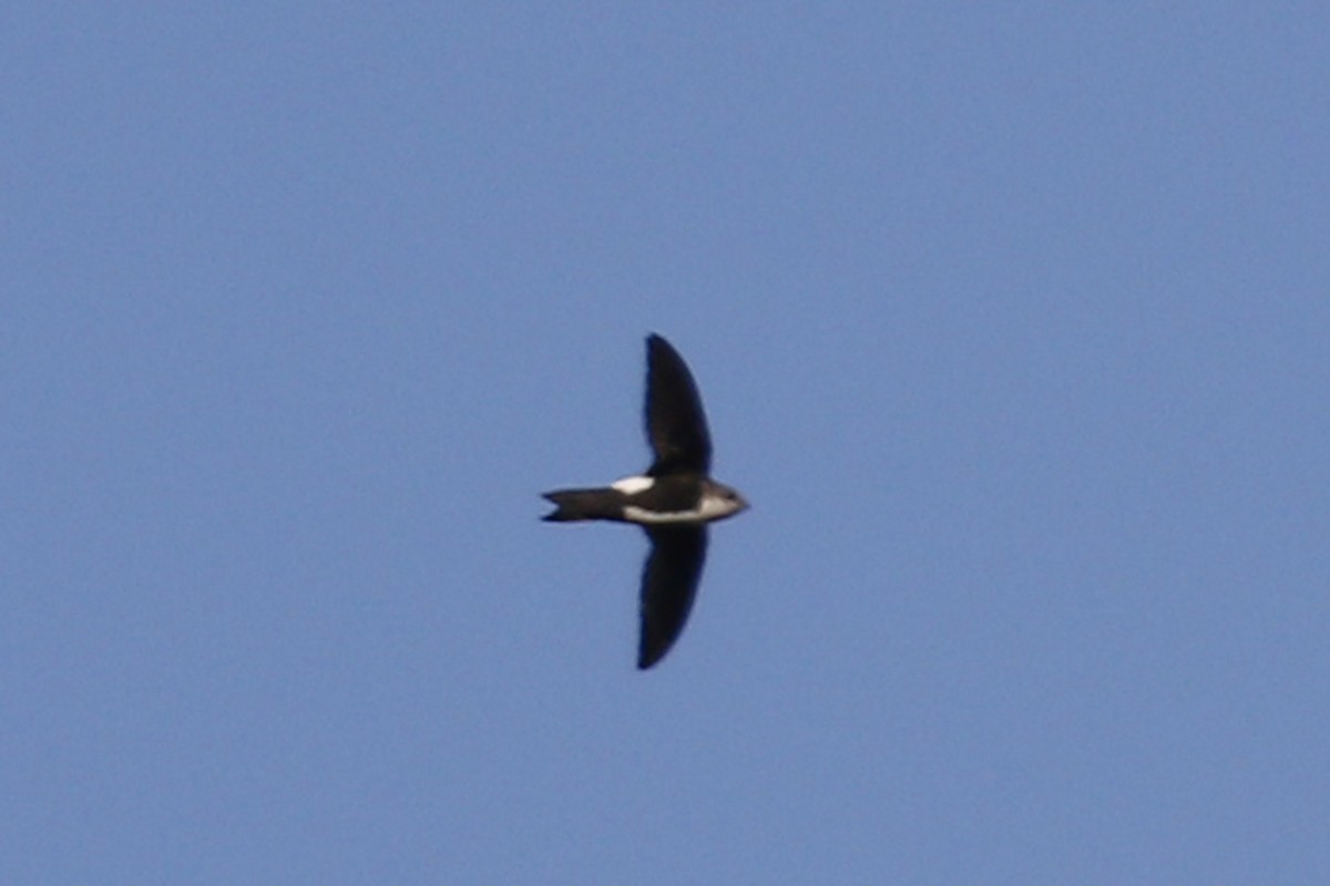 White-throated Swift - Donna Pomeroy