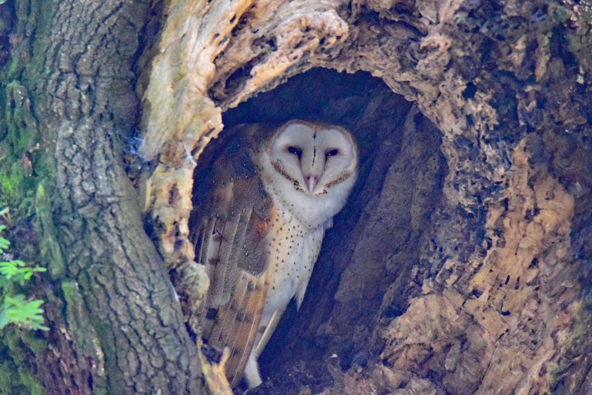 Barn Owl - Perry Doggrell