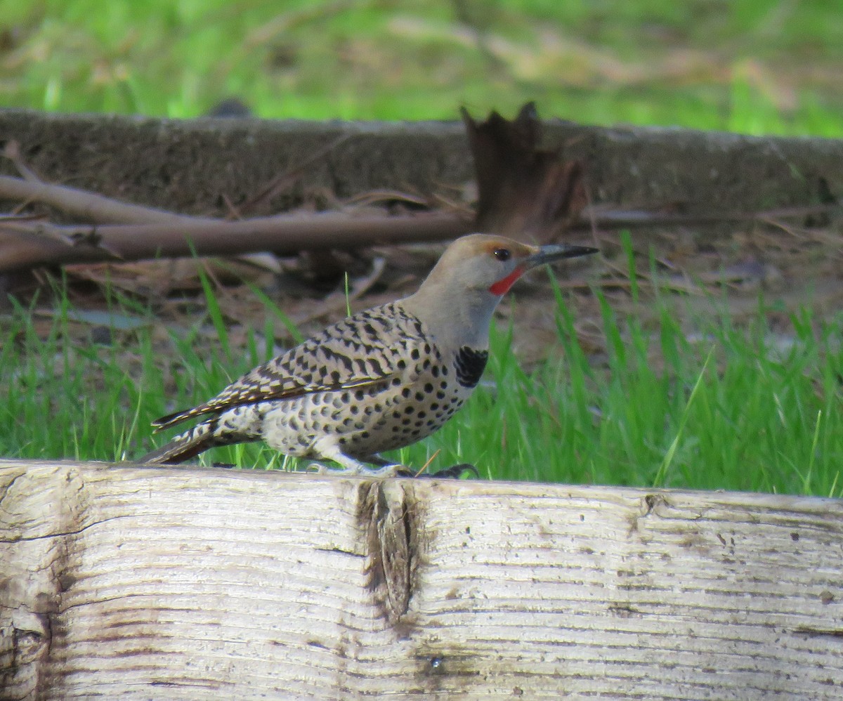 Northern Flicker - Chris O'Connell
