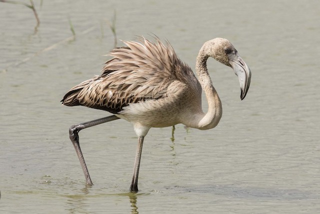 Juvenile Greater Flamingo - Greater Flamingo - 