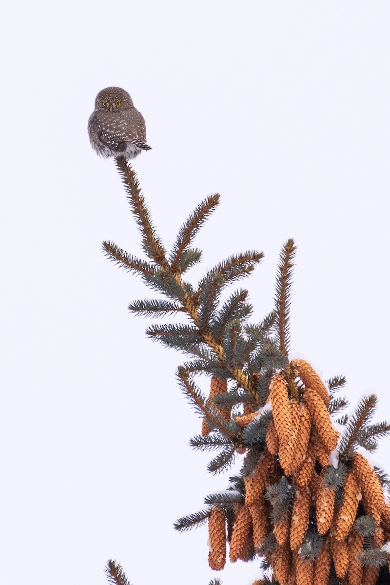 Northern Pygmy-Owl - ML132507601