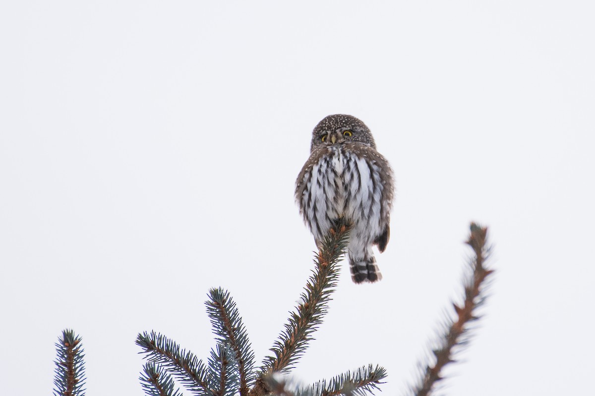Northern Pygmy-Owl - ML132507711