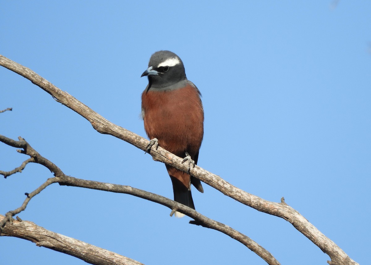 White-browed Woodswallow - ML132514851