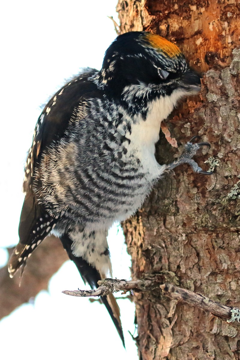 American Three-toed Woodpecker - Carmella Melanson