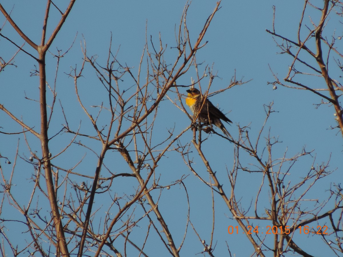 Yellow-headed Blackbird - ML132522671