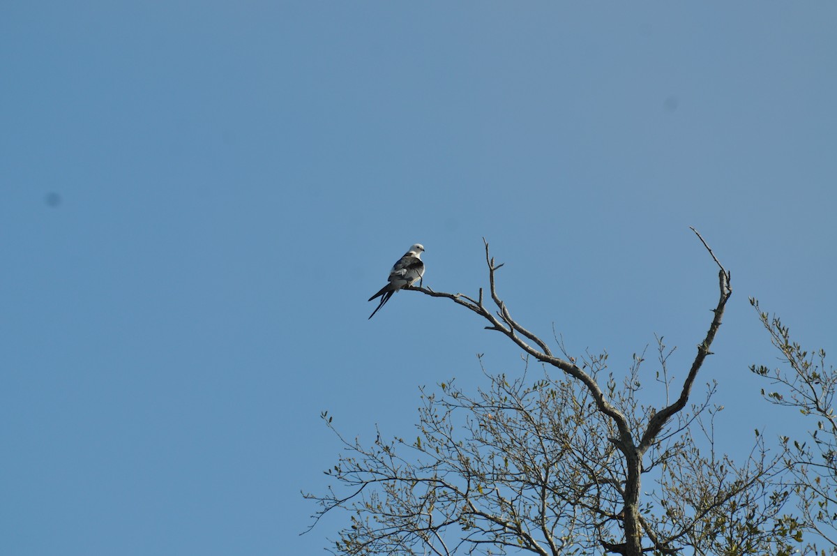 Swallow-tailed Kite - ML132523051