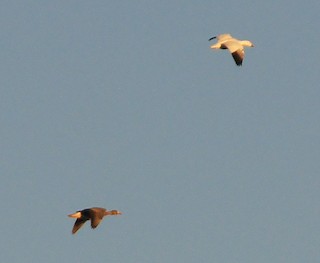 Greater White-fronted Goose, ML132523211