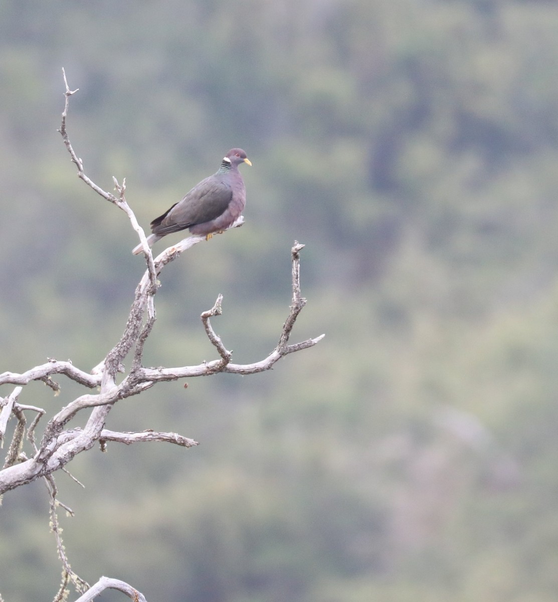 Band-tailed Pigeon - ML132524601