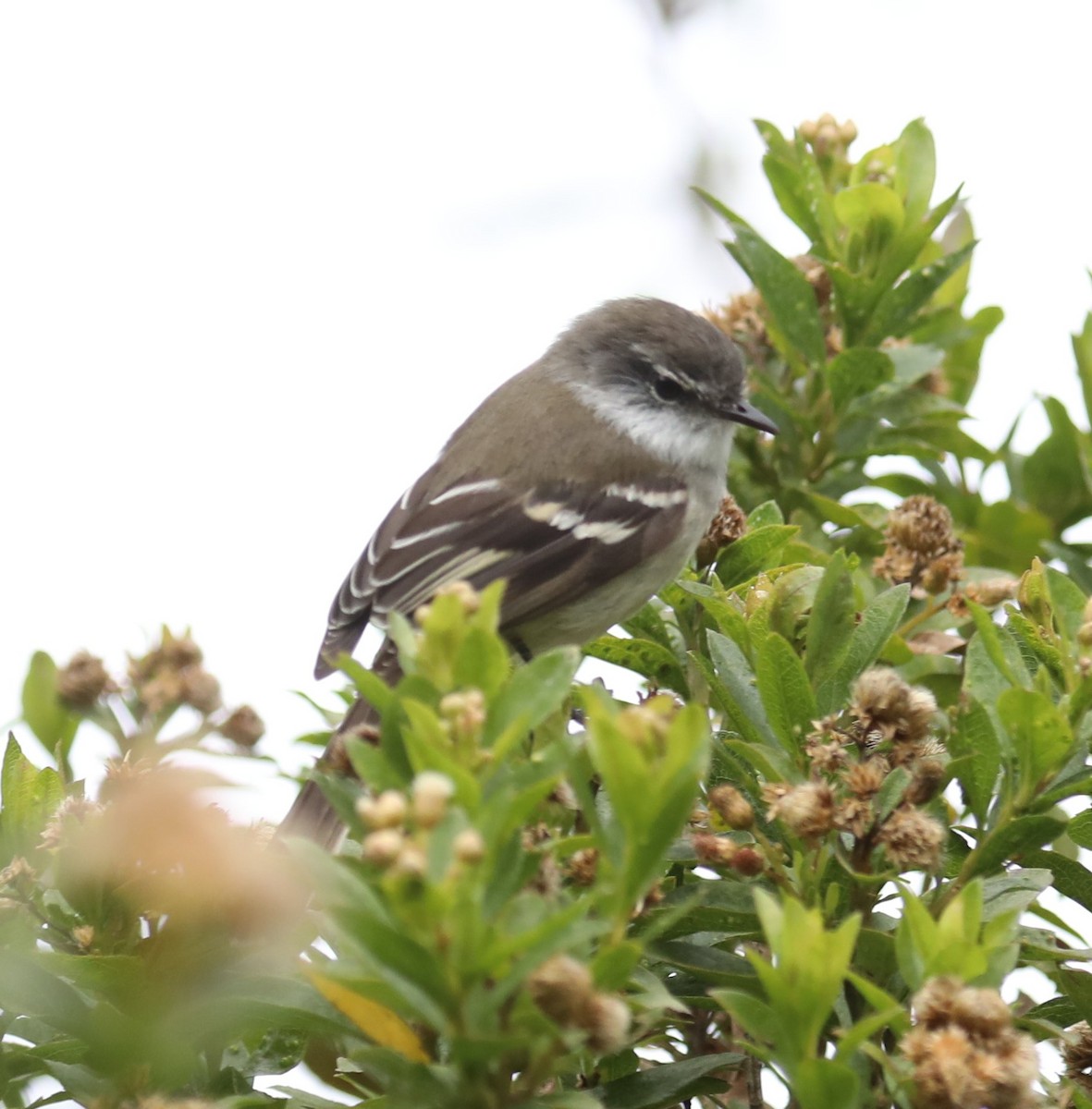 White-throated Tyrannulet - Wendy Howes