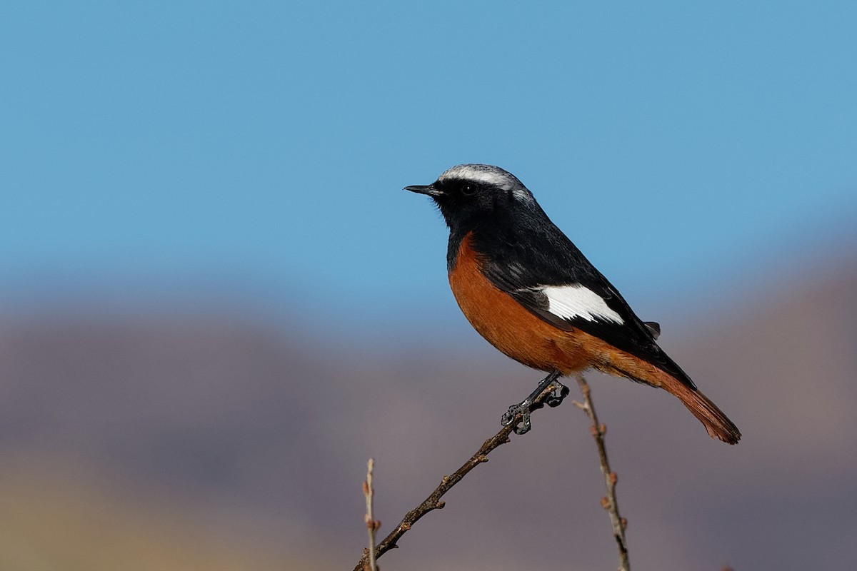White-winged Redstart - Vincent Wang