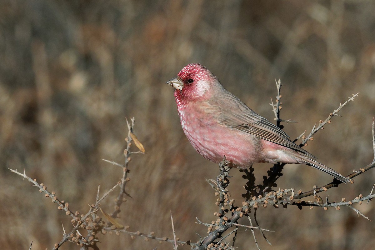 Great Rosefinch (Spotted) - ML132527711