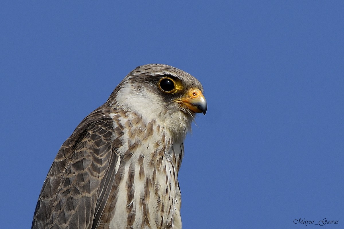 Amur Falcon - Mayur Gawas