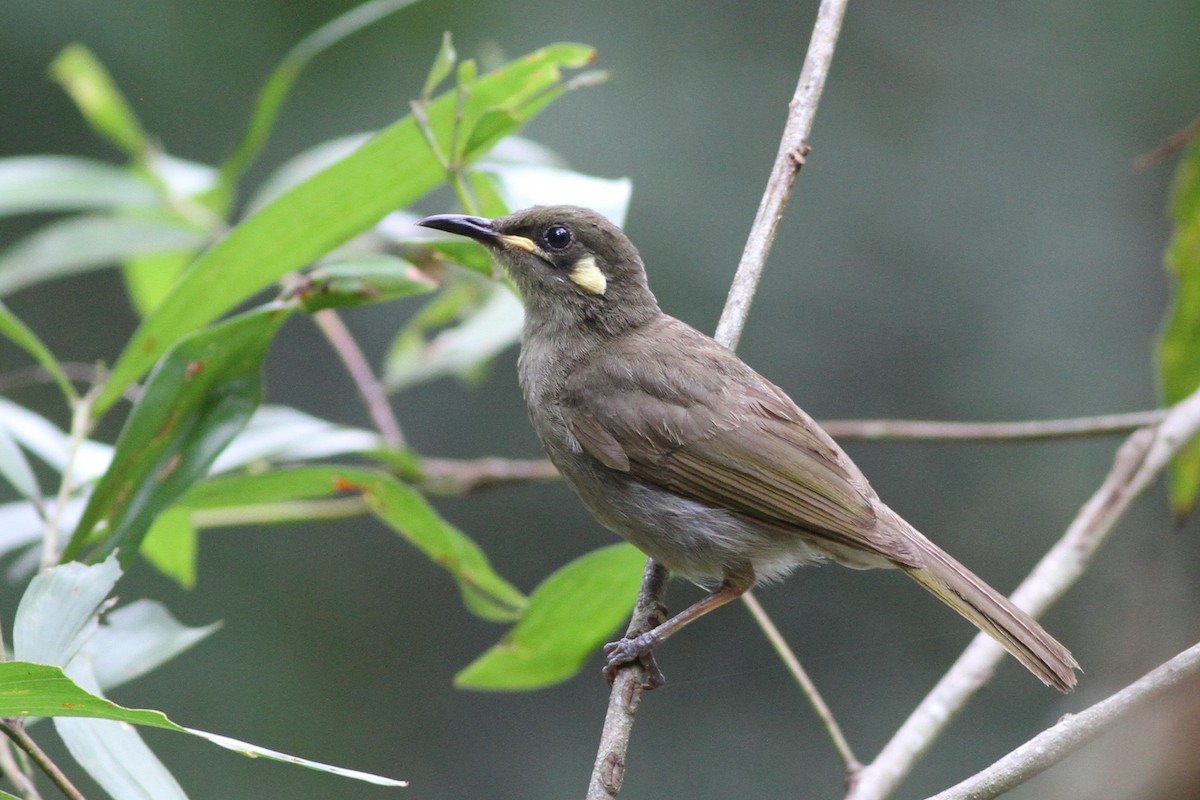 Yellow-spotted Honeyeater - Chris Wiley