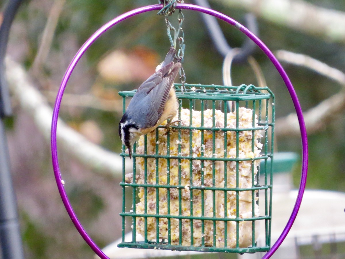 Red-breasted Nuthatch - Connie Long