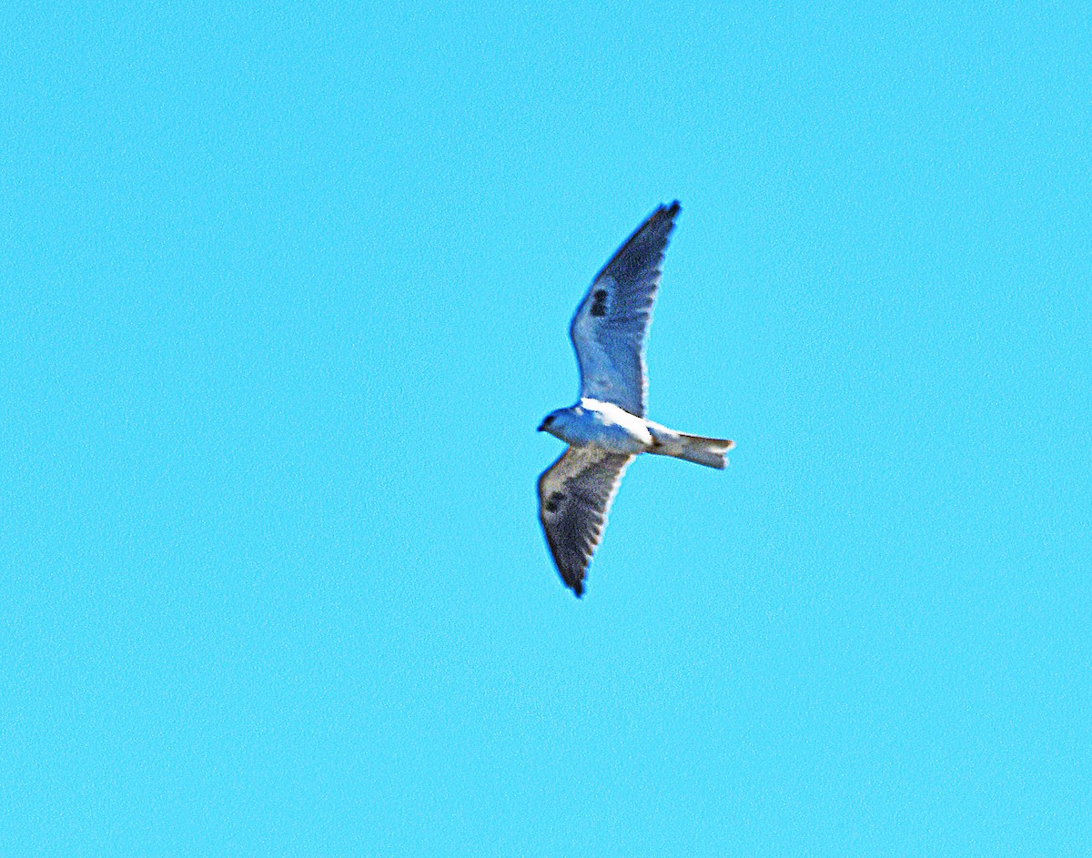 White-tailed Kite - ML132529801
