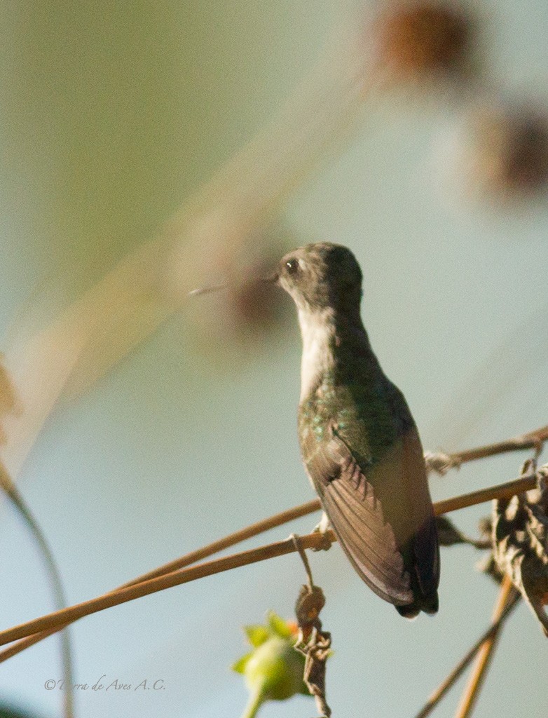 Black-chinned Hummingbird - manuel grosselet