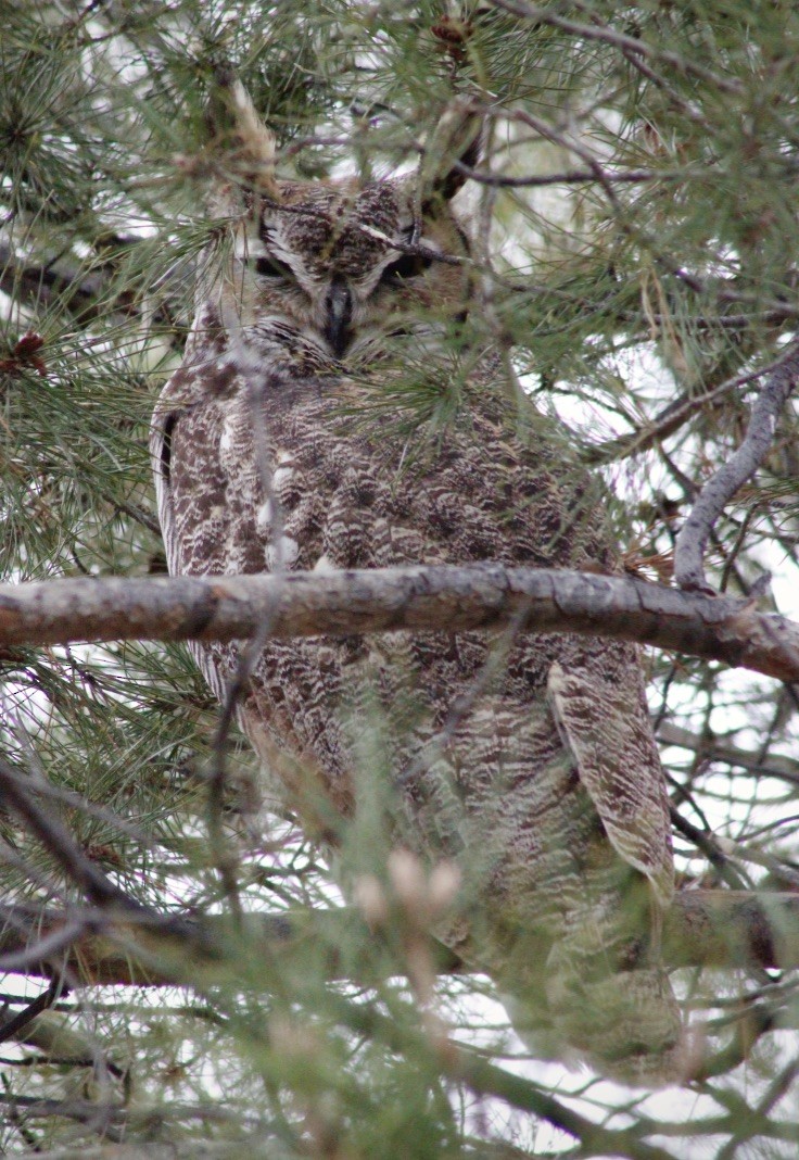 Great Horned Owl - ML132531701