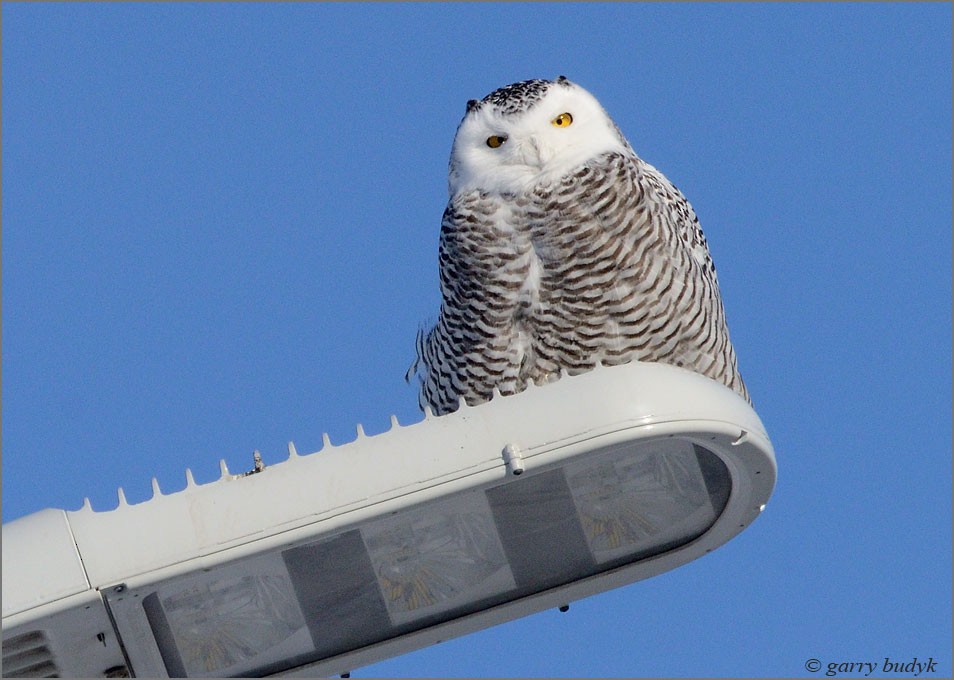 Snowy Owl - ML132532511