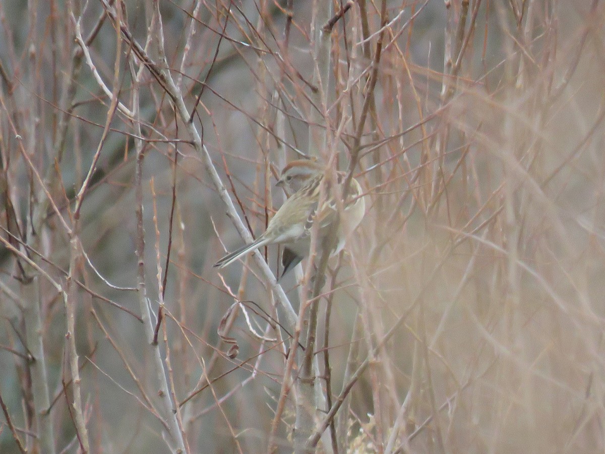 American Tree Sparrow - ML132533831