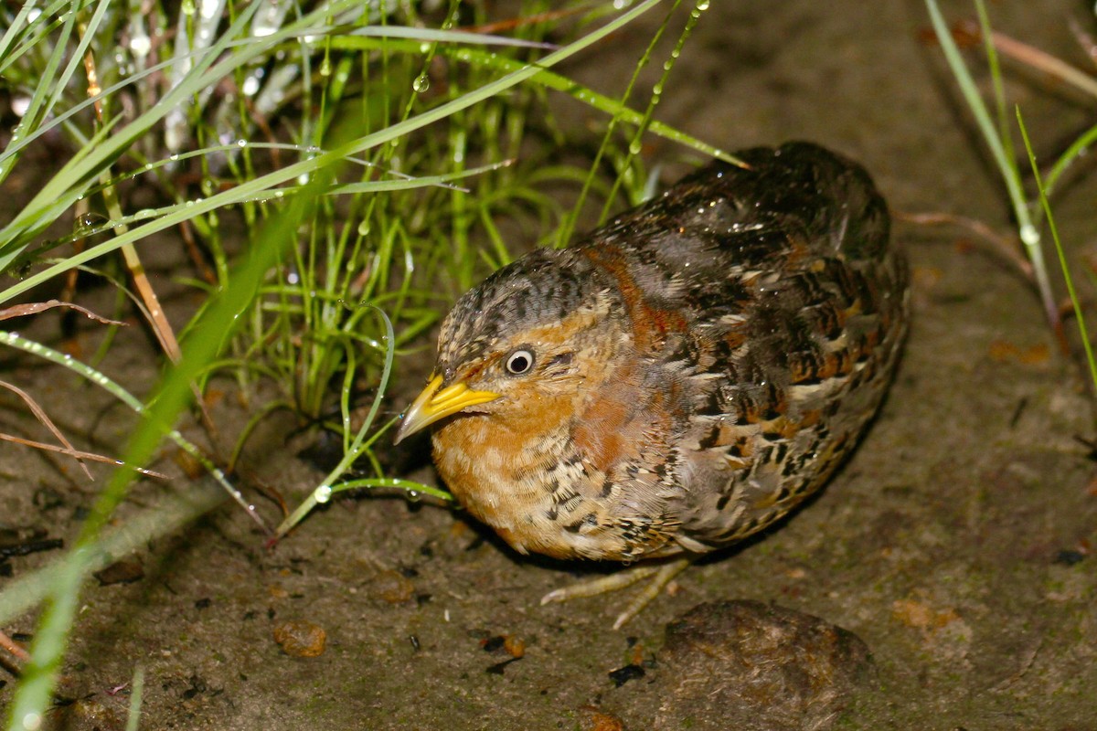 Red-backed Buttonquail - ML132534461