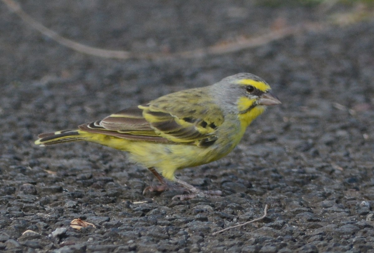 Yellow-fronted Canary - ML132534531