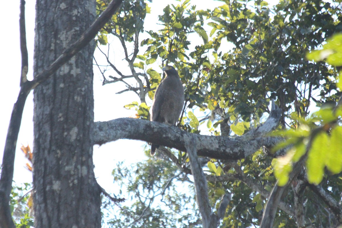 Crested Serpent-Eagle - ML132534831