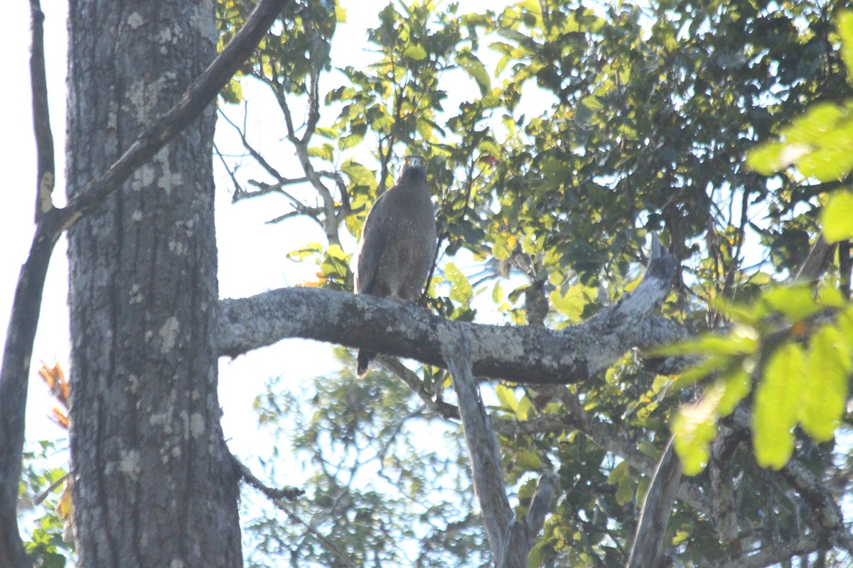 Crested Serpent-Eagle - ML132534841