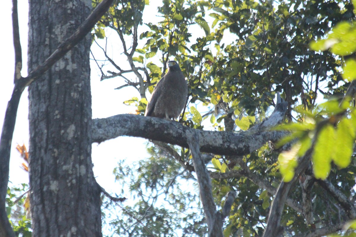 Crested Serpent-Eagle - ML132534851