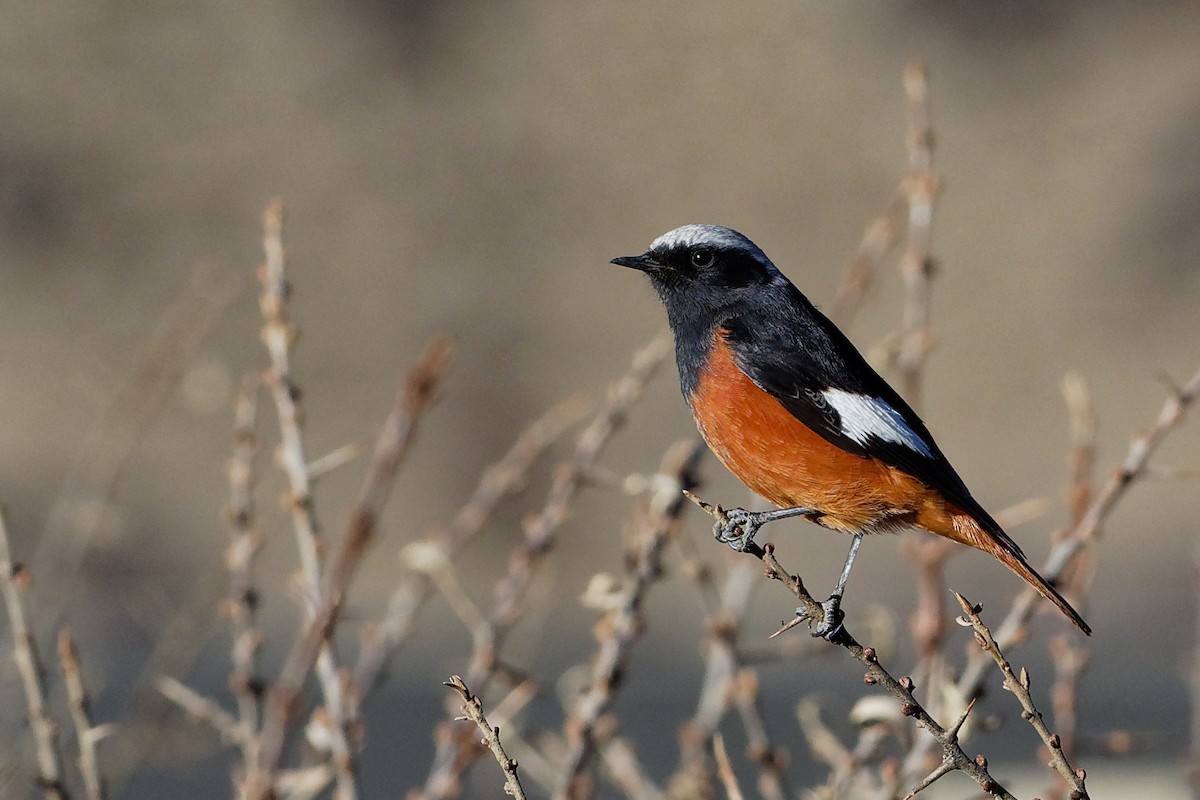 White-winged Redstart - Vincent Wang