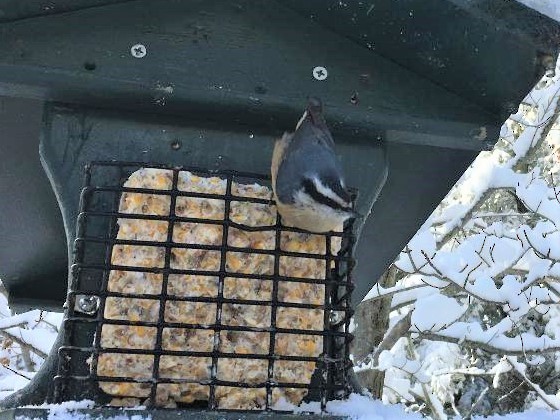 Red-breasted Nuthatch - Lauren  Vaughn