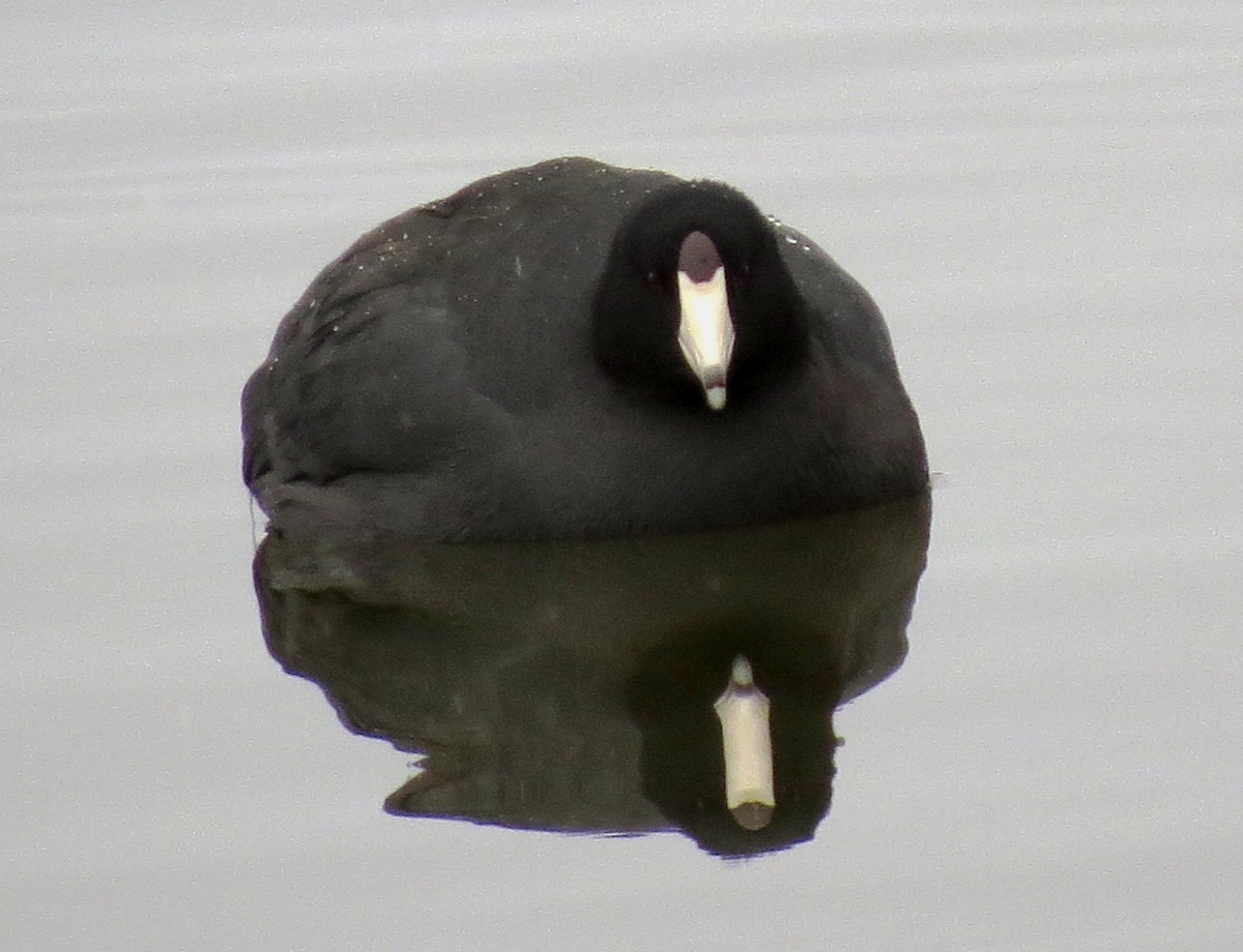 American Coot (Red-shielded) - ML132537811