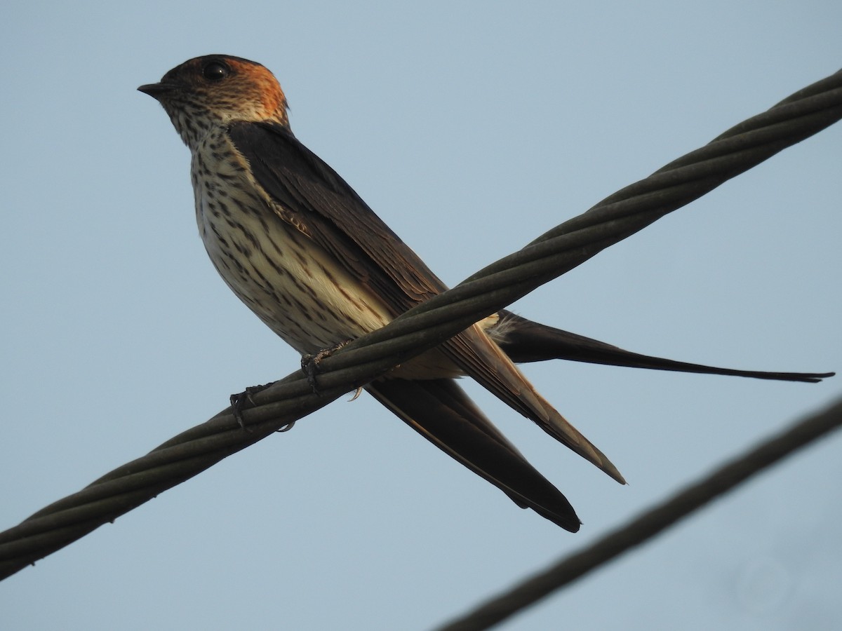 Red-rumped Swallow - Induchoodan A Sreedharan