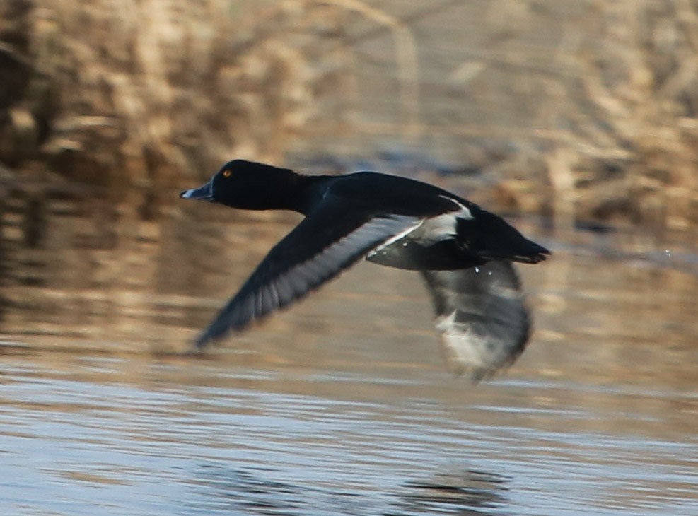 Ring-necked Duck - Isaiah Nugent