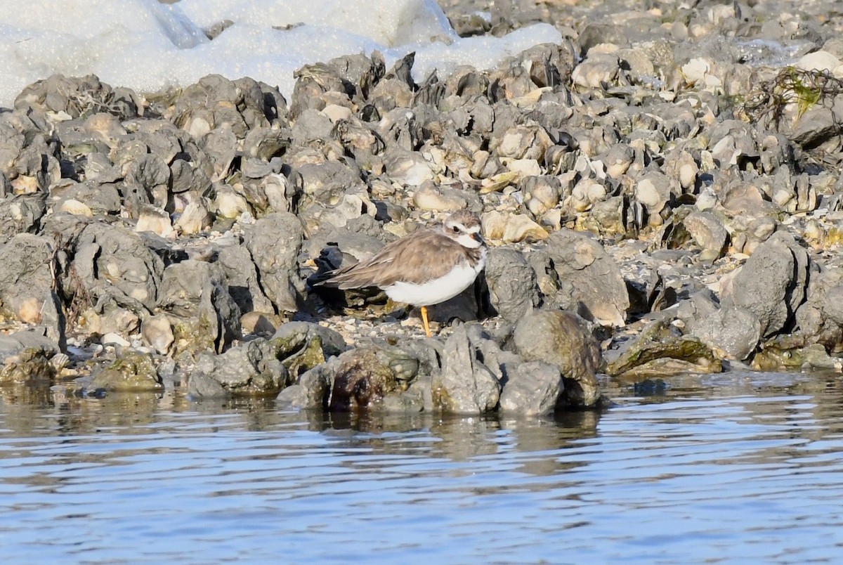 Semipalmated Plover - Adam Dudley