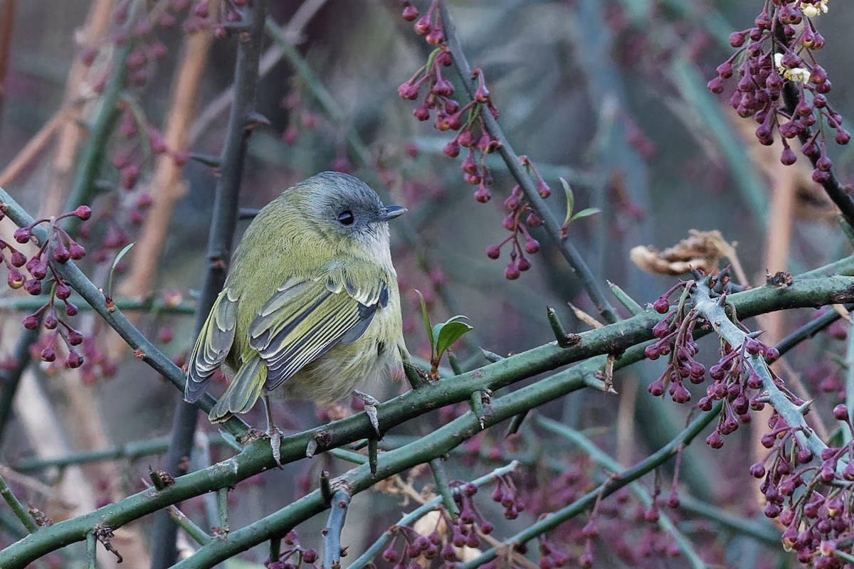 Green Shrike-Babbler (Black-crowned) - Vincent Wang