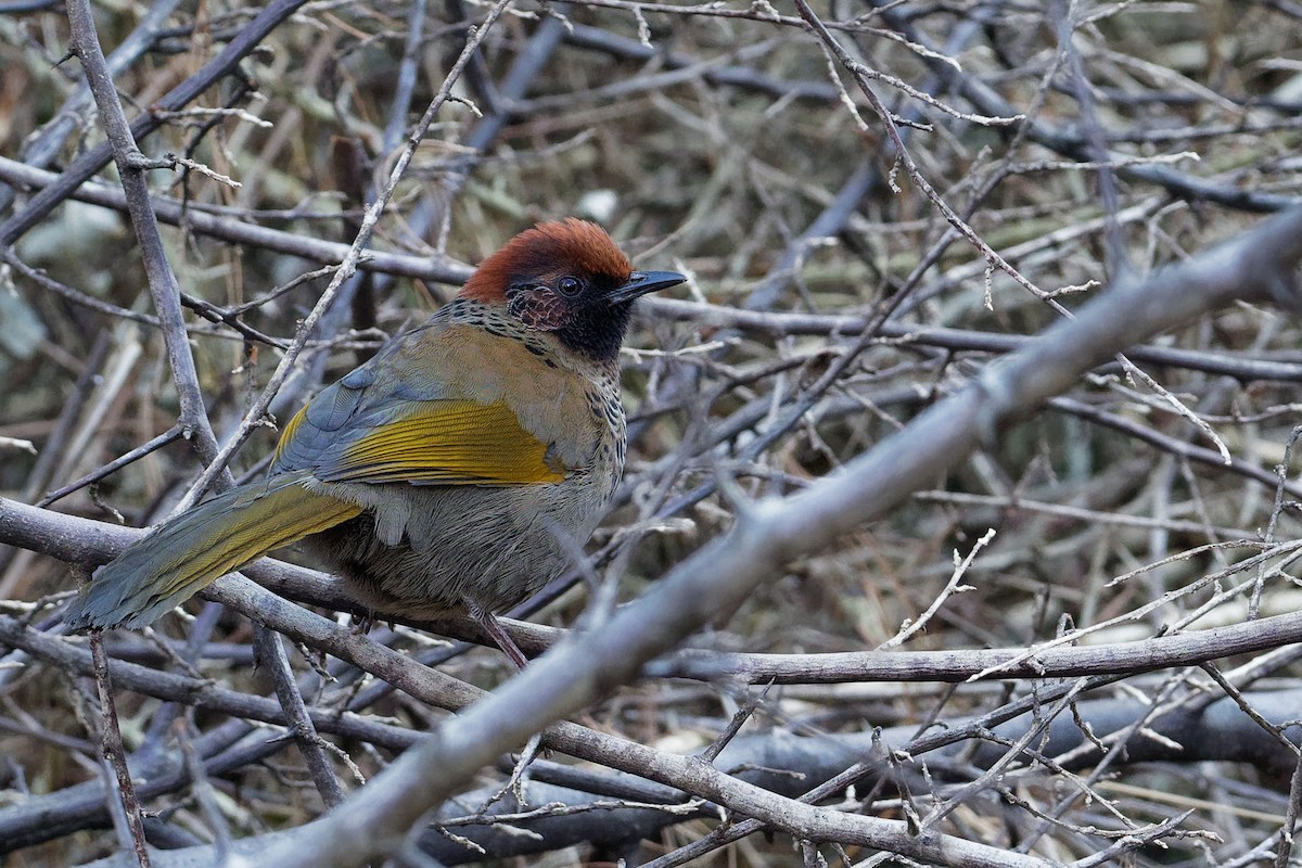 Chestnut-crowned Laughingthrush - ML132549301