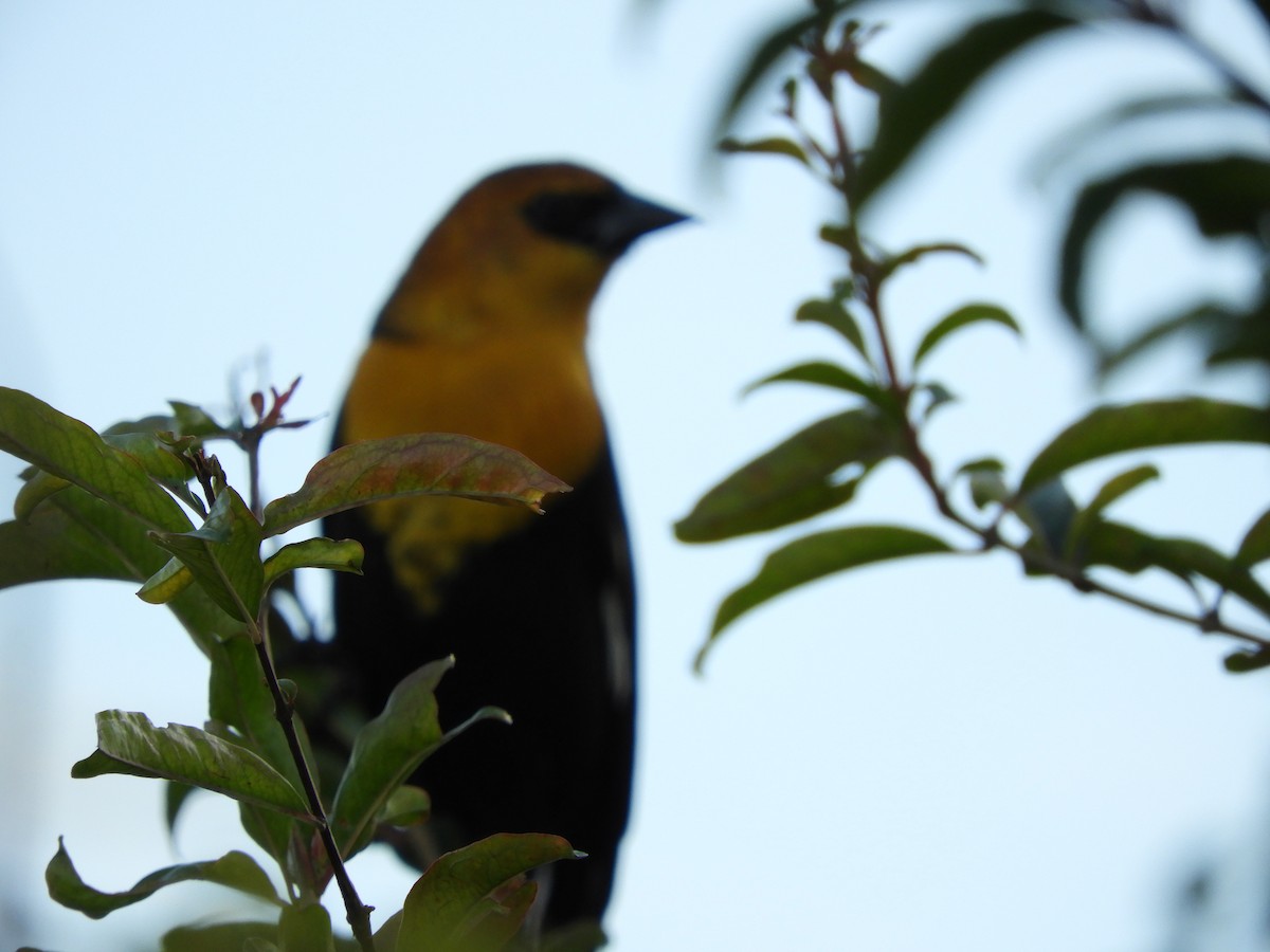 Yellow-headed Blackbird - ML132549651