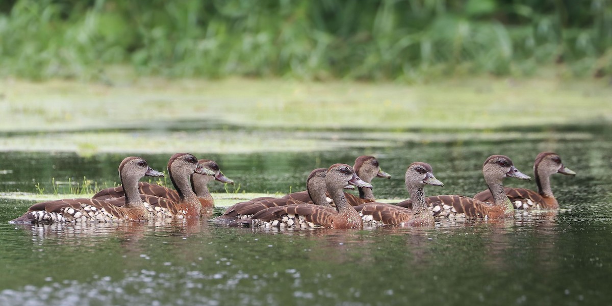Spotted Whistling-Duck - Ged Tranter