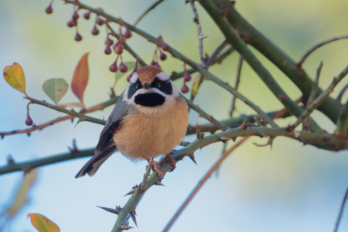 Black-throated Tit (Red-headed) - Vincent Wang