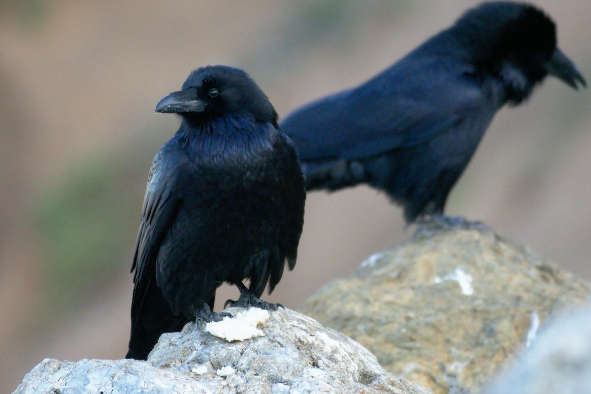 Common Raven - Richard Trinkner