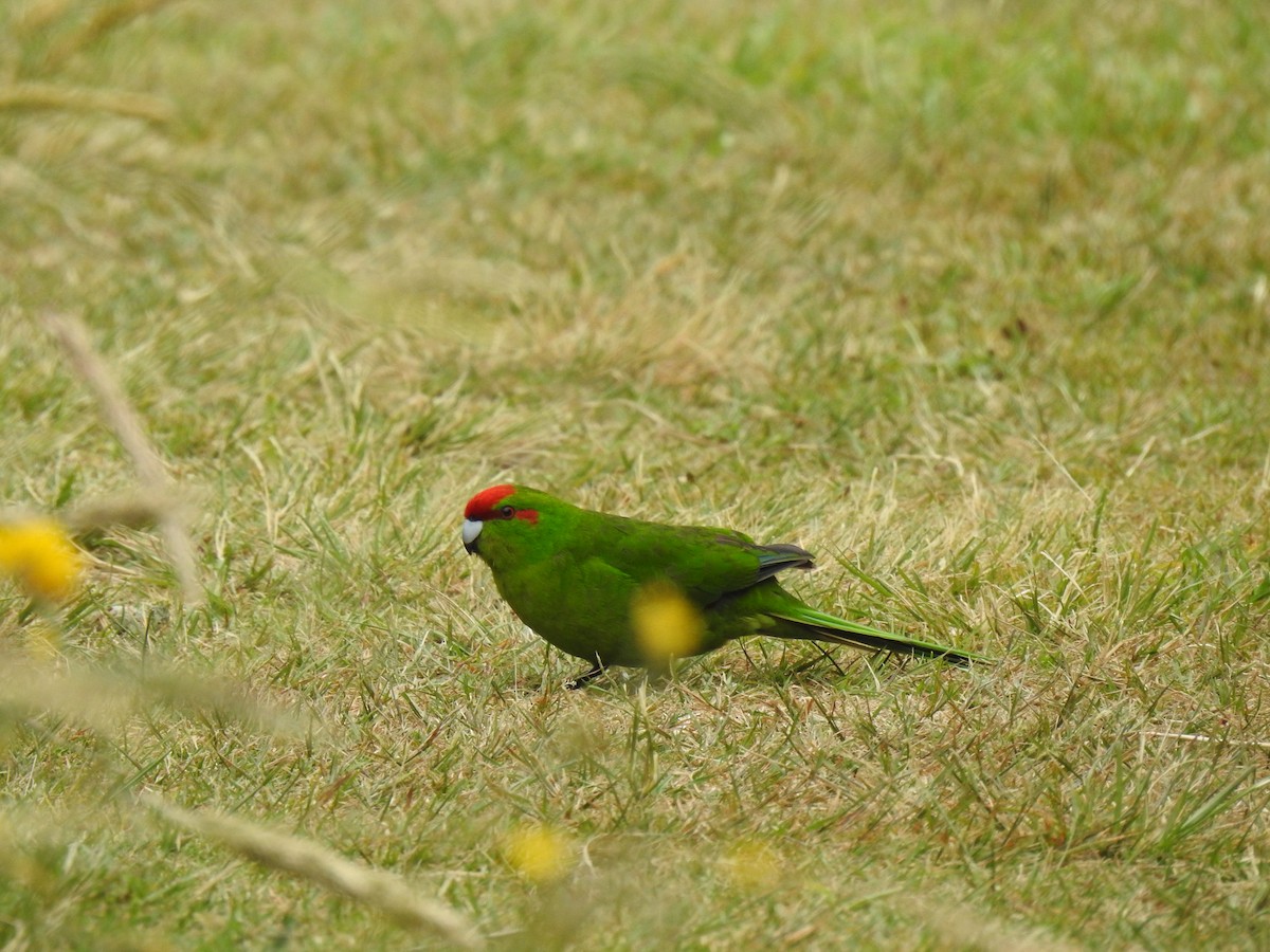 Red-crowned Parakeet - ML132556851