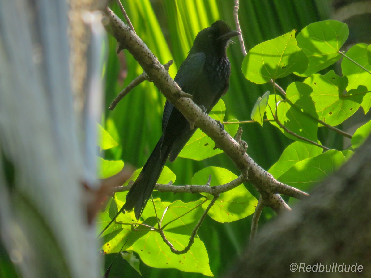 Greater Racket-tailed Drongo - Sumesh PB