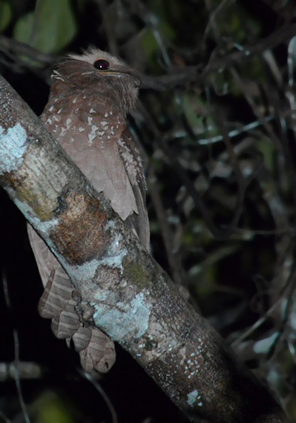 Large Frogmouth - ML132557731
