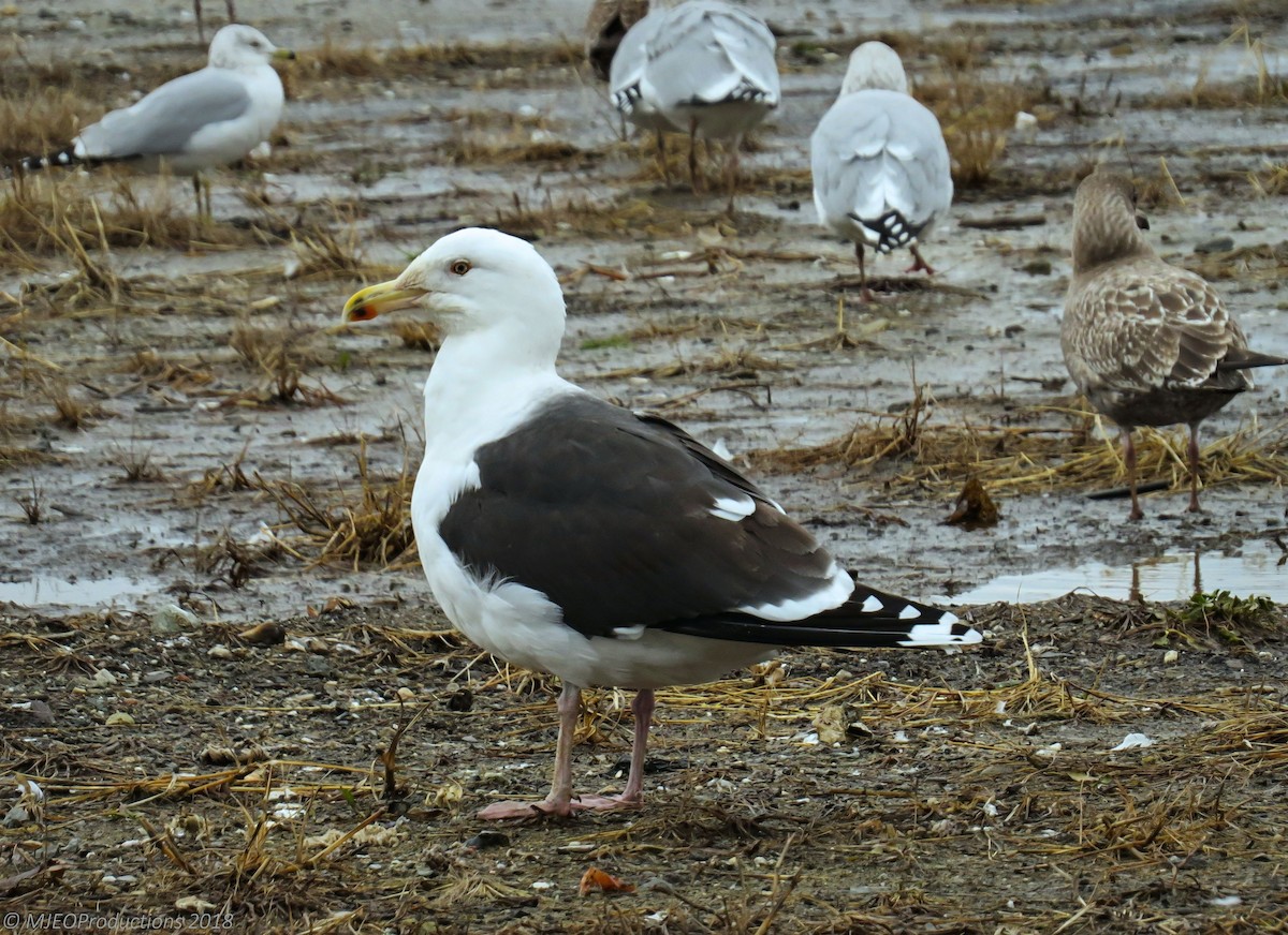 Great Black-backed Gull - Marianne Ofenloch