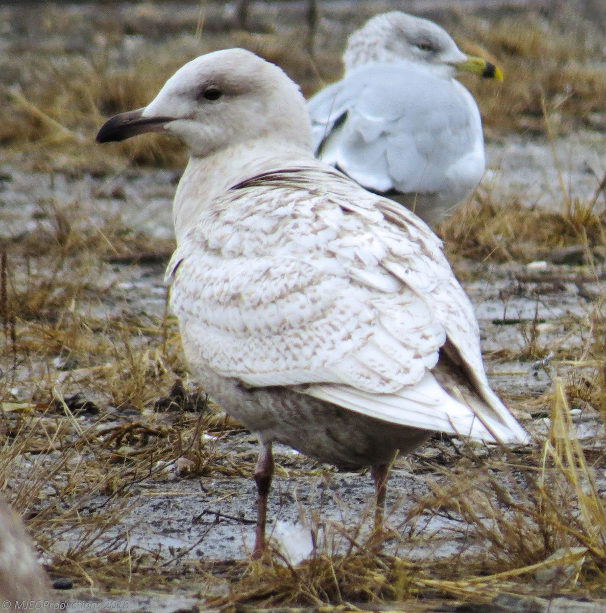Iceland Gull (kumlieni/glaucoides) - Marianne Ofenloch