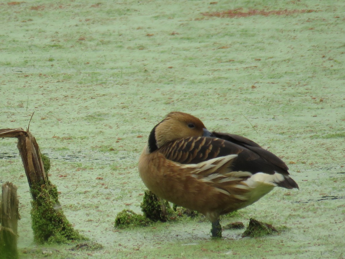 Fulvous Whistling-Duck - ML132562281