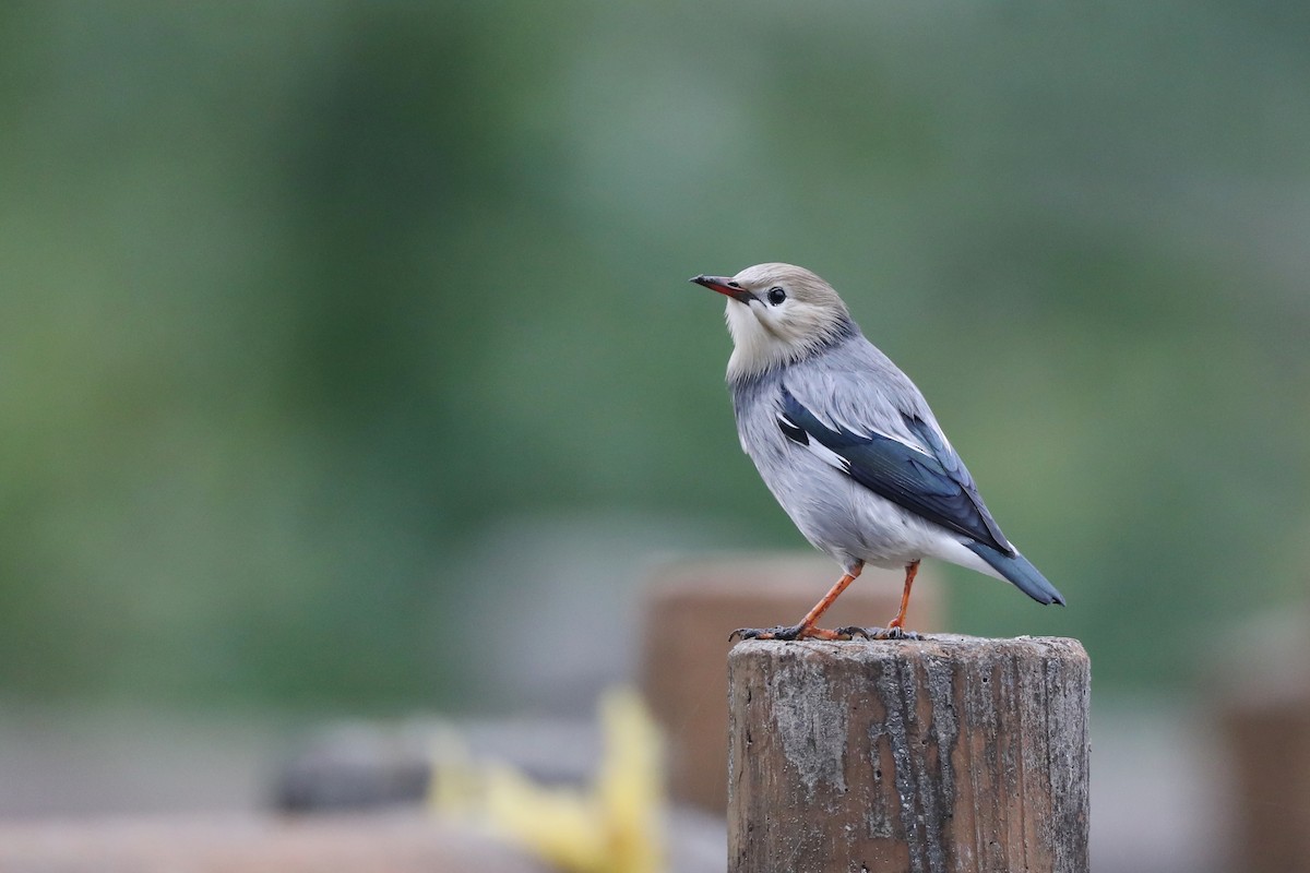 Red-billed Starling - Ting-Wei (廷維) HUNG (洪)